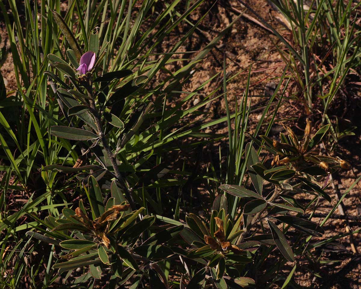 Tephrosia dasyphylla subsp. dasyphylla