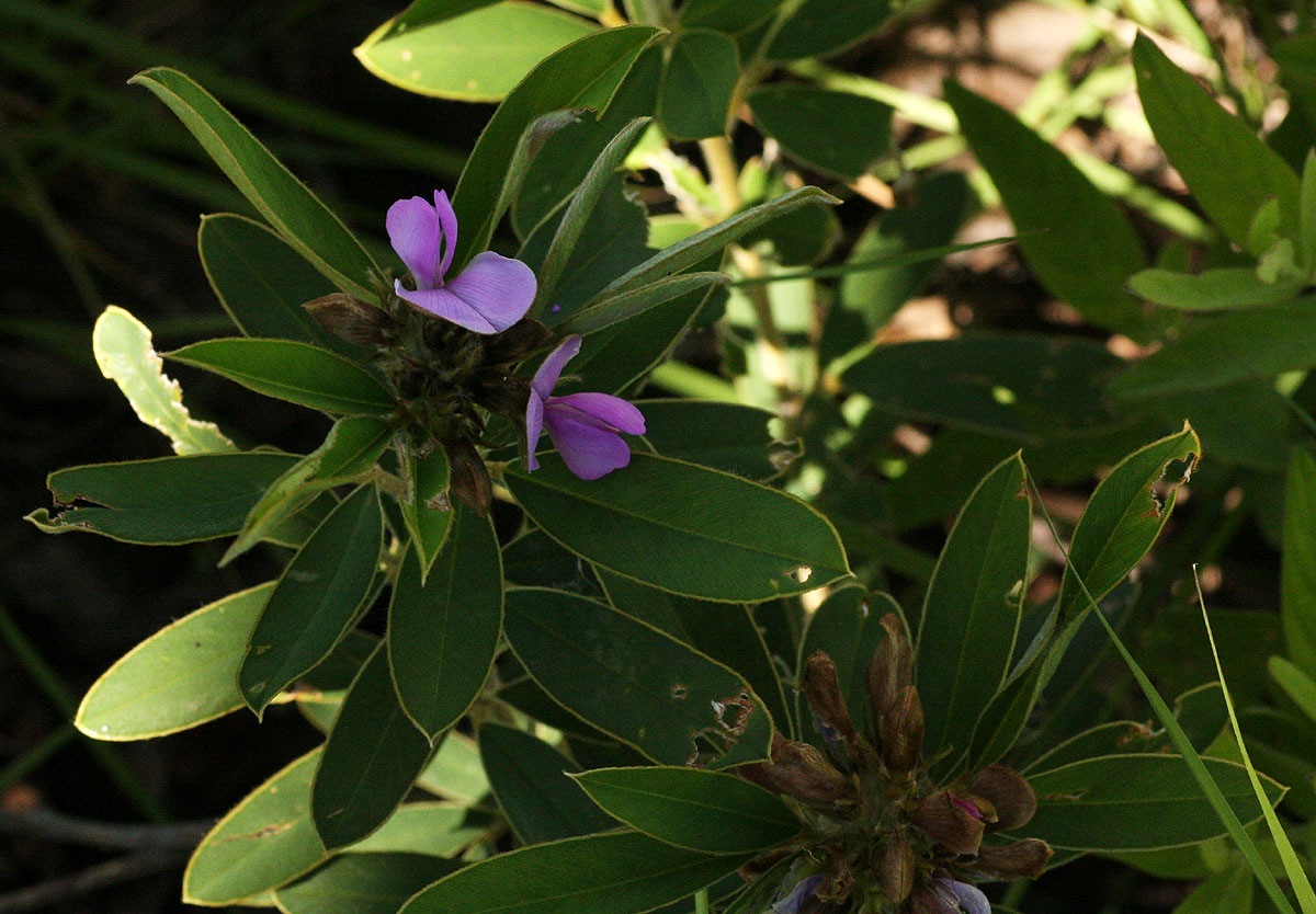 Tephrosia dasyphylla subsp. dasyphylla