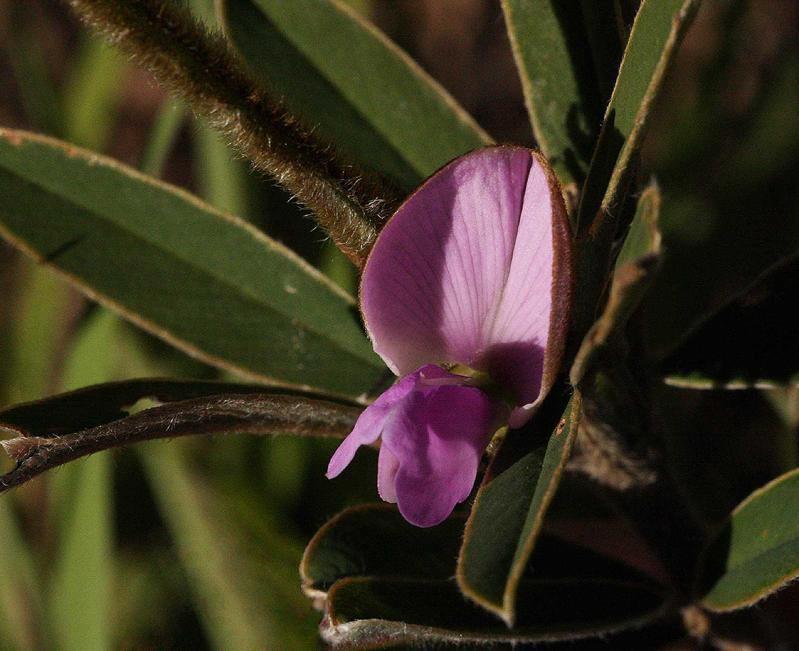 Tephrosia dasyphylla subsp. dasyphylla