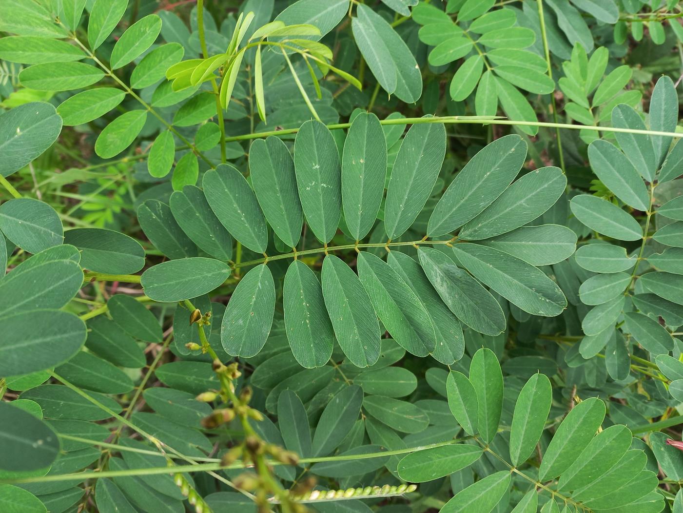 Tephrosia elata subsp. heckmanniana var. heckmanniana