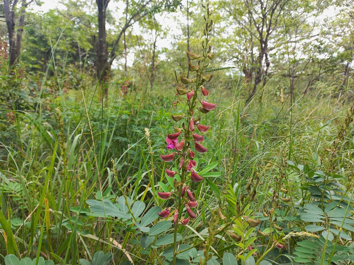 Tephrosia elata subsp. heckmanniana var. heckmanniana