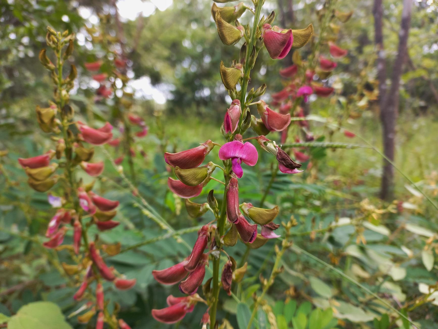Tephrosia elata subsp. heckmanniana var. heckmanniana