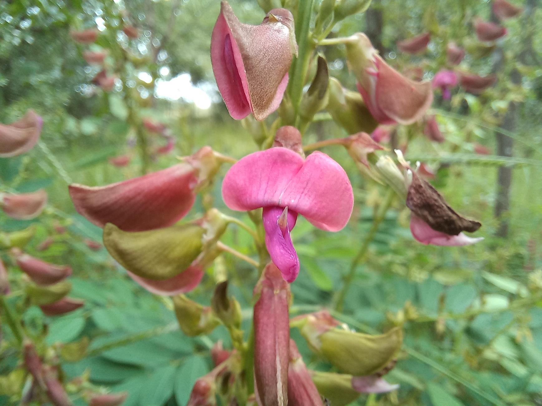 Tephrosia elata subsp. heckmanniana var. heckmanniana