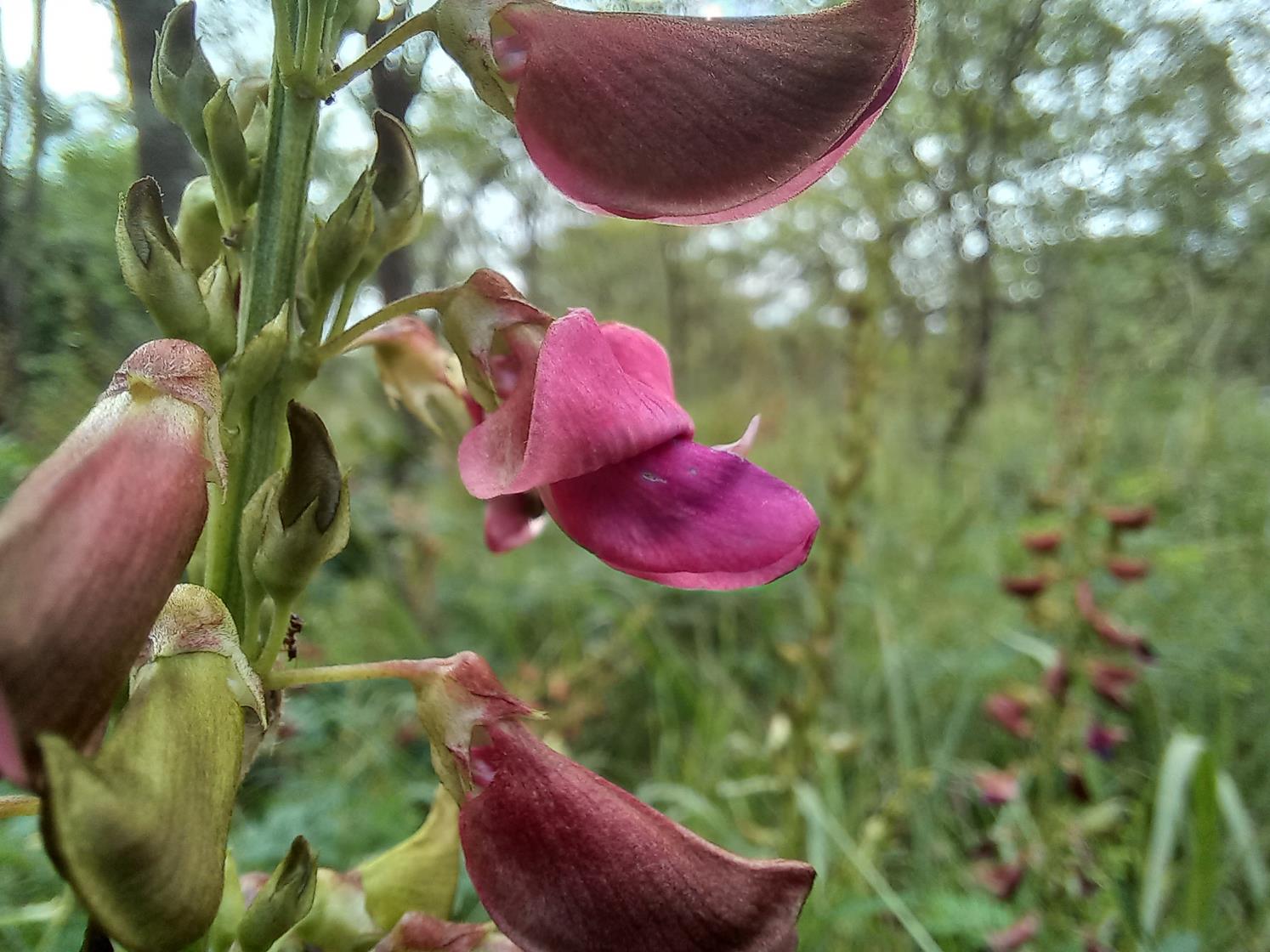 Tephrosia elata subsp. heckmanniana var. heckmanniana