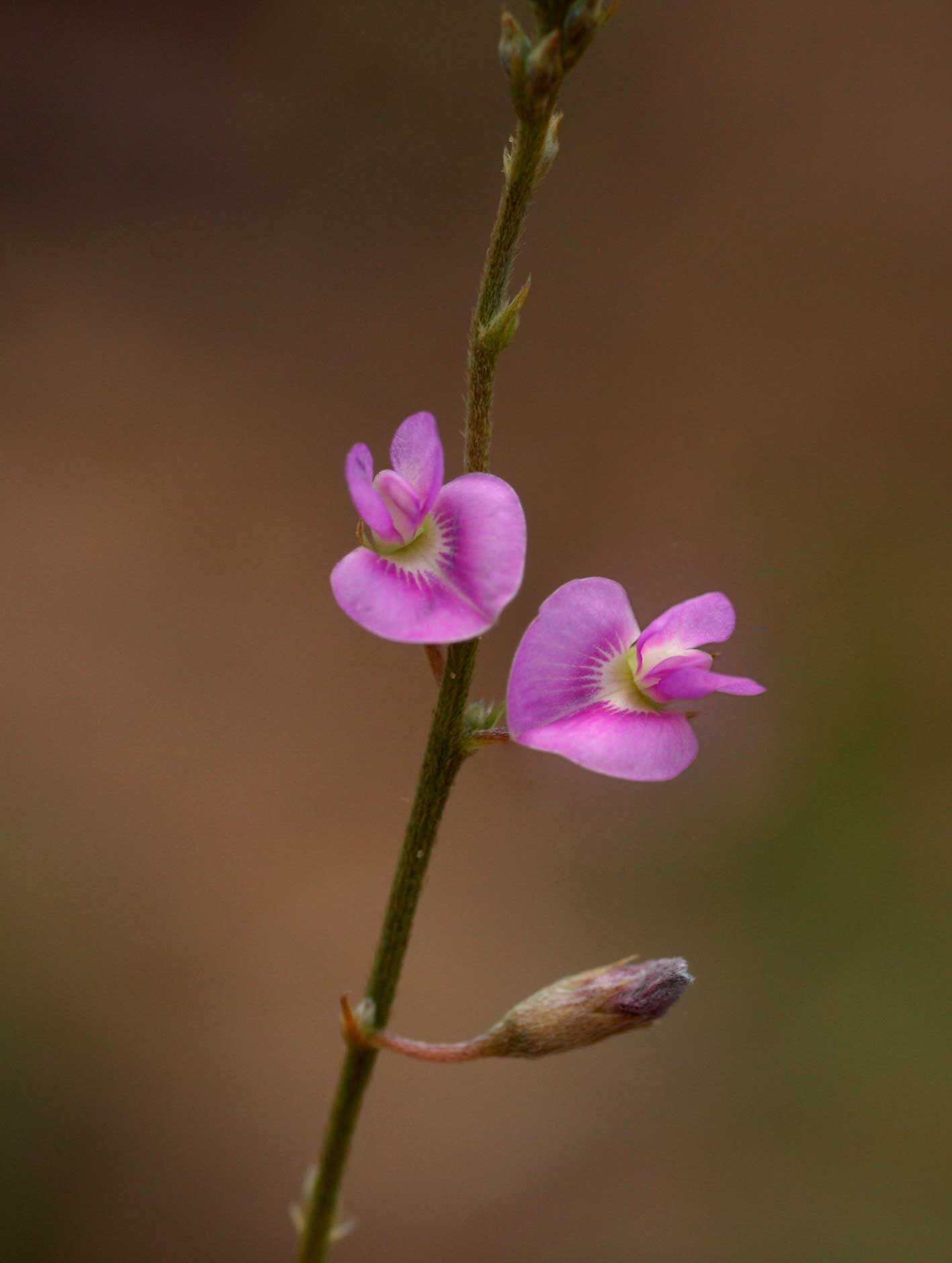 Tephrosia lupinifolia