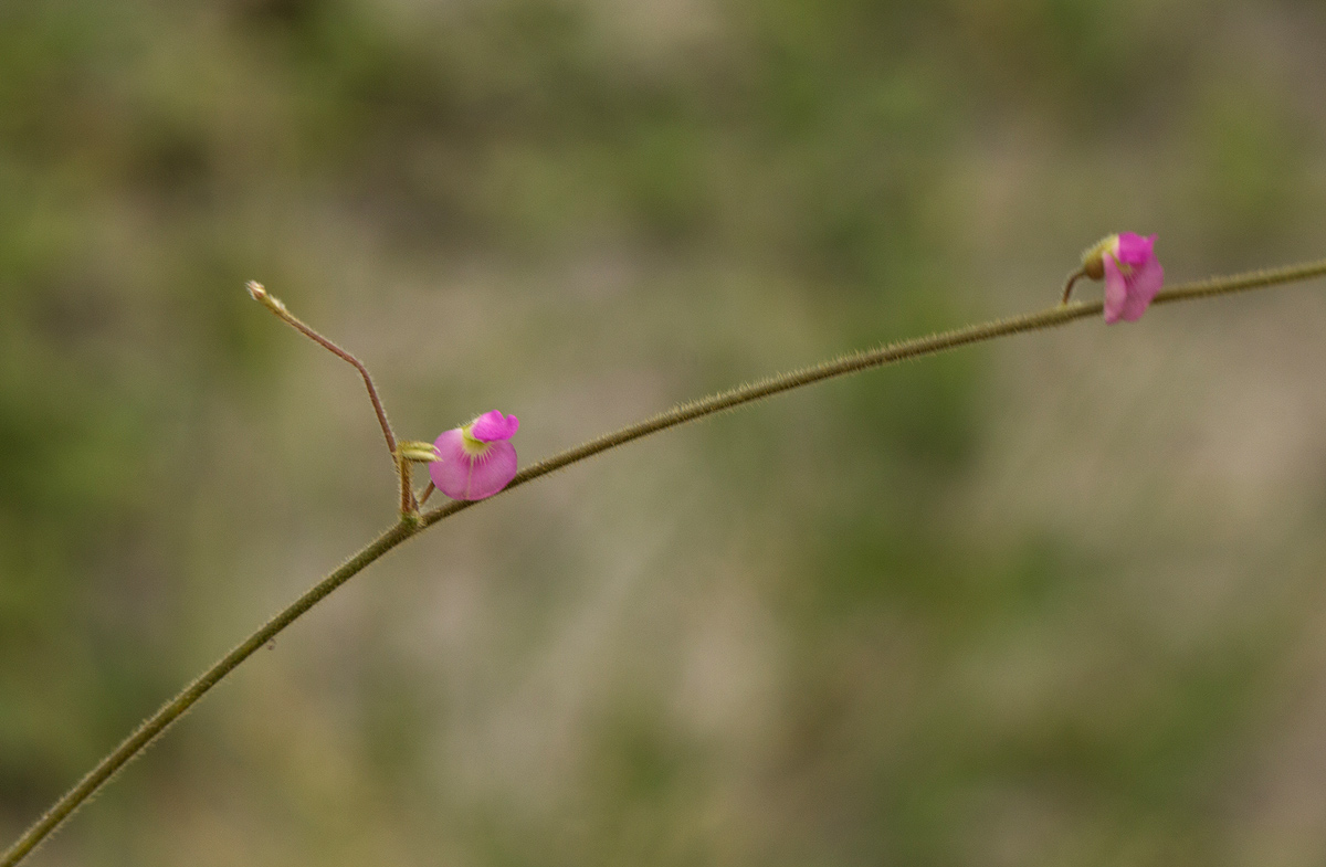 Tephrosia lupinifolia