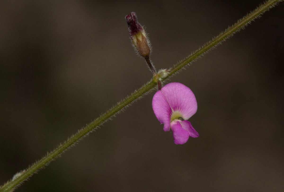 Tephrosia lupinifolia