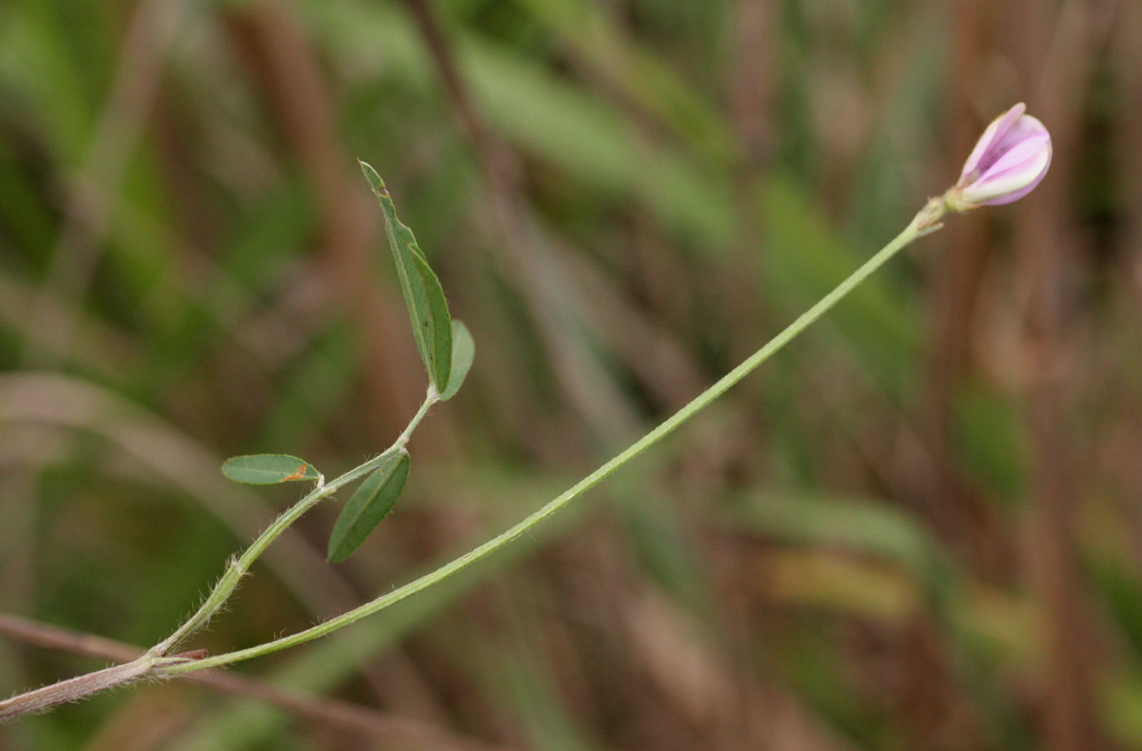Tephrosia lurida Tephrosia lurida