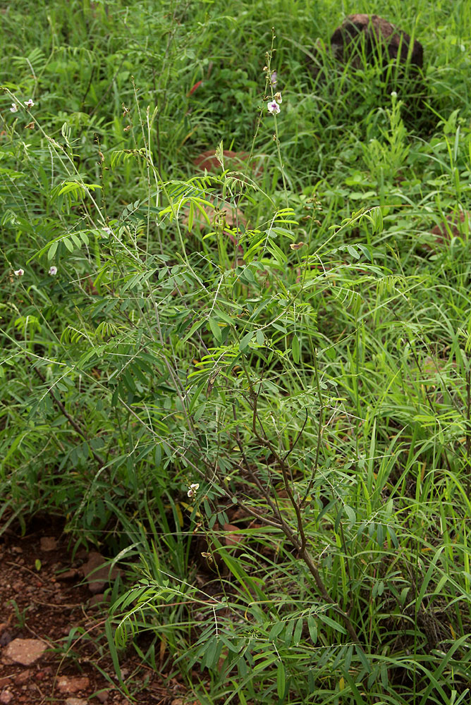 Tephrosia noctiflora