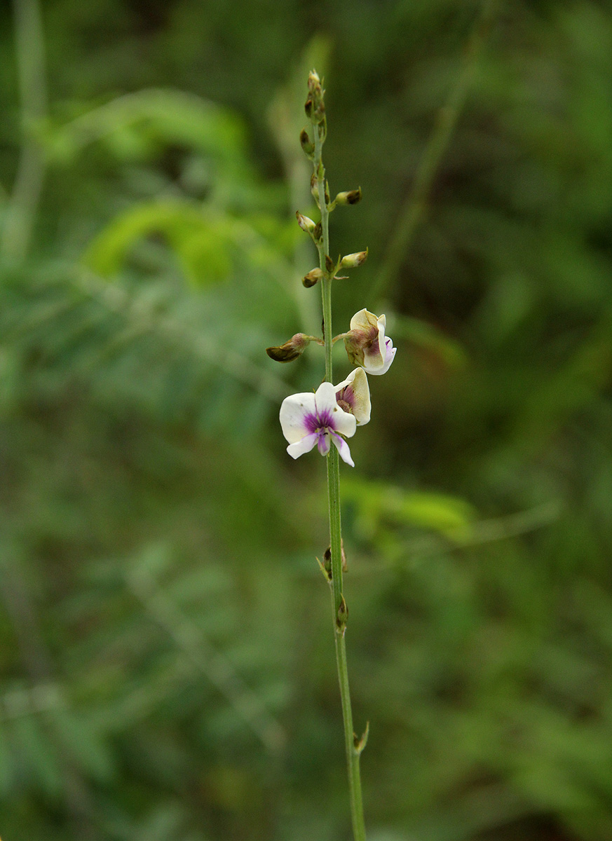 Tephrosia noctiflora