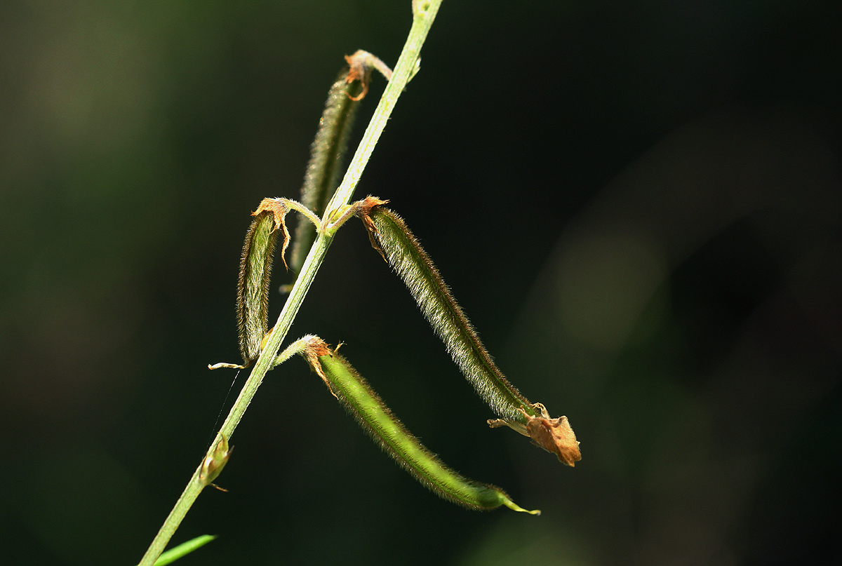 Tephrosia noctiflora