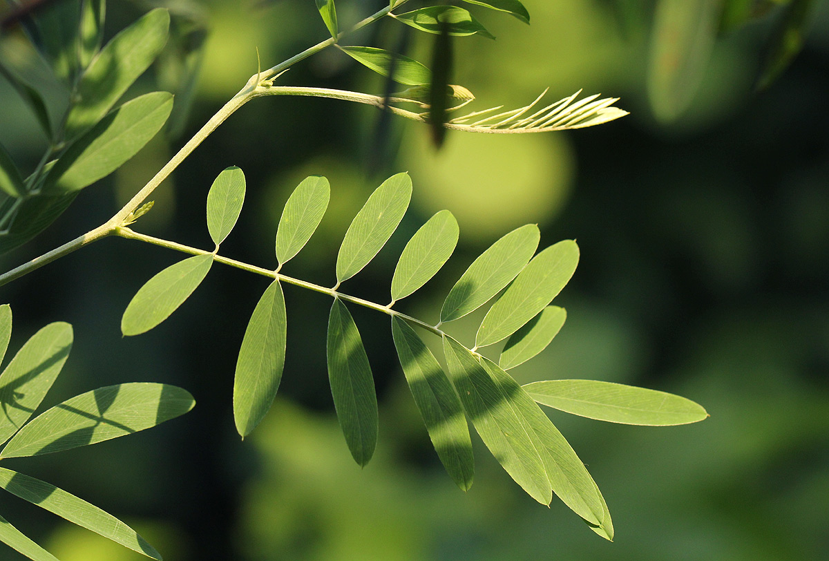 Tephrosia noctiflora