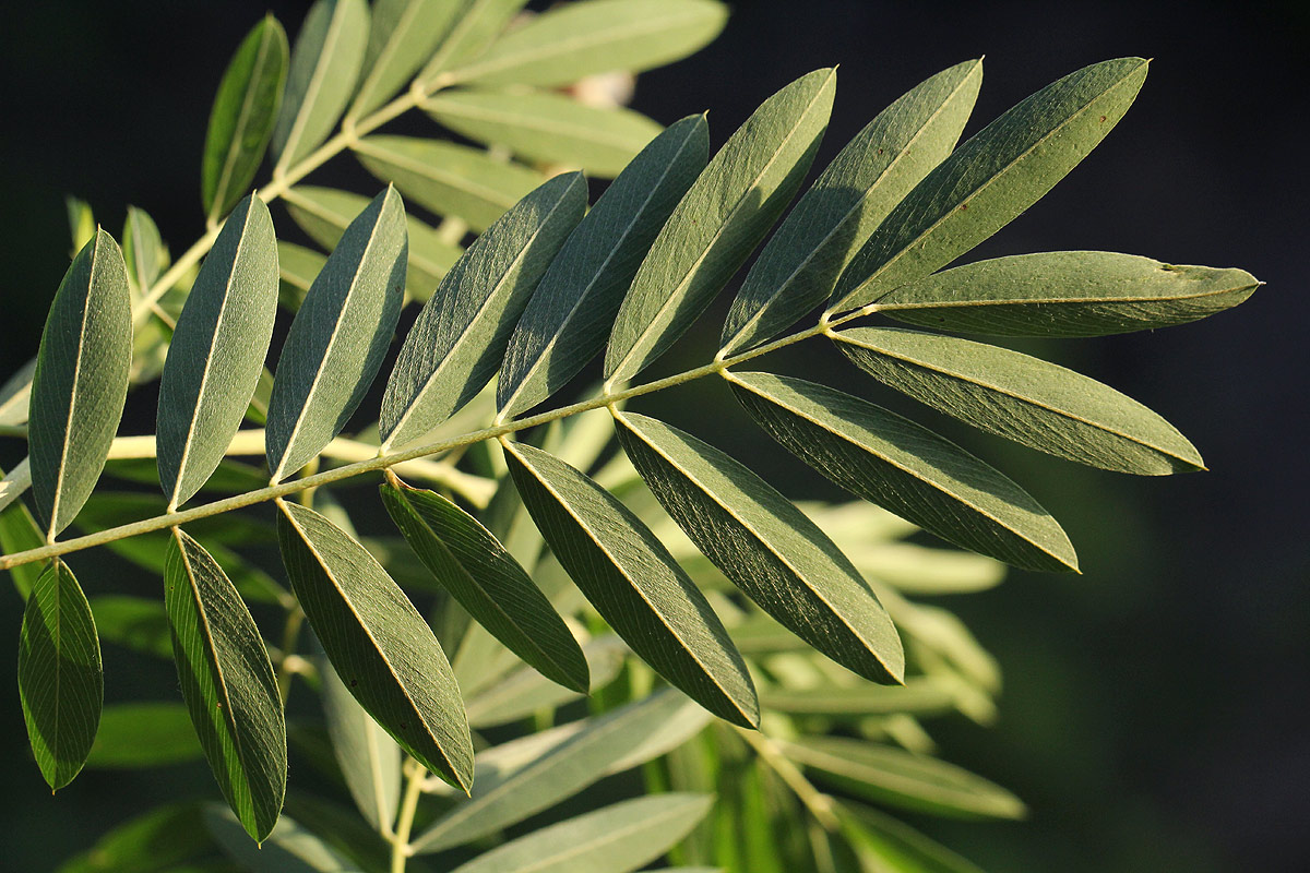 Tephrosia noctiflora Tephrosia noctiflora