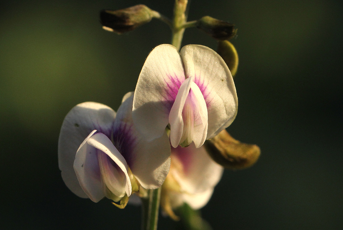 Tephrosia noctiflora