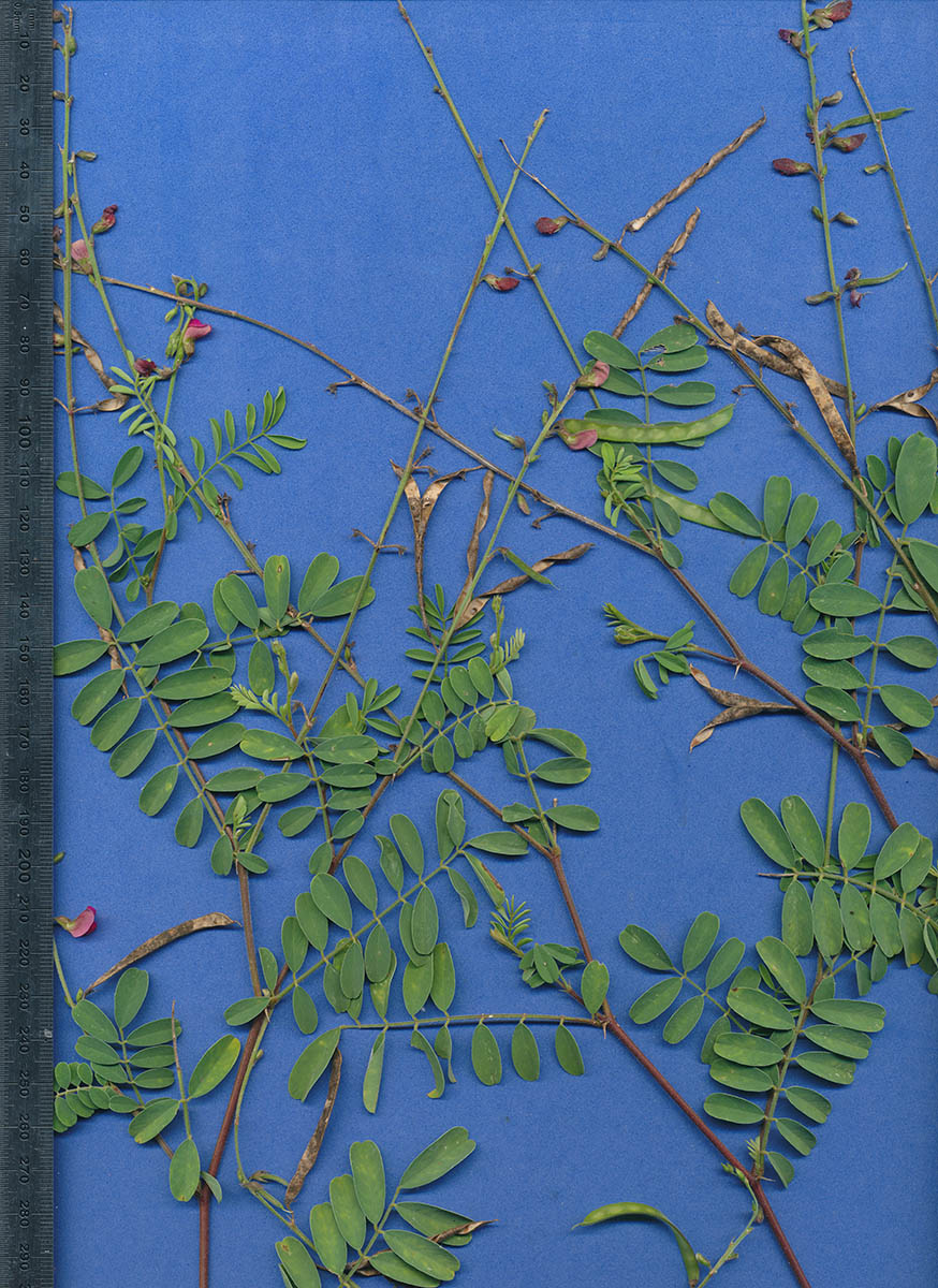 Tephrosia purpurea subsp. leptostachya Tephrosia purpurea subsp. leptostachya