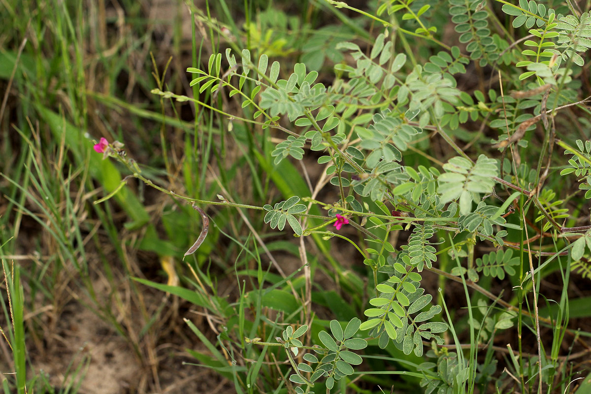 Tephrosia purpurea subsp. leptostachya