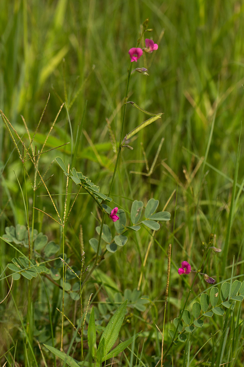 Tephrosia purpurea subsp. leptostachya