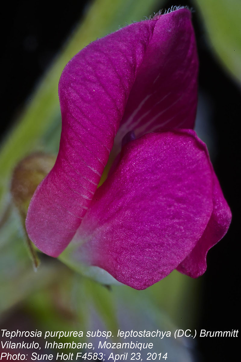 Tephrosia purpurea subsp. leptostachya