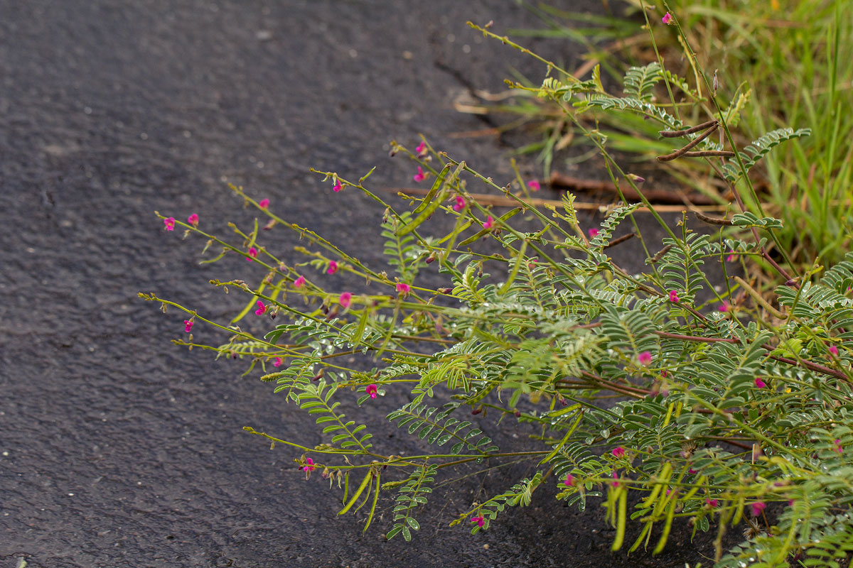 Tephrosia purpurea subsp. leptostachya Tephrosia purpurea subsp. leptostachya