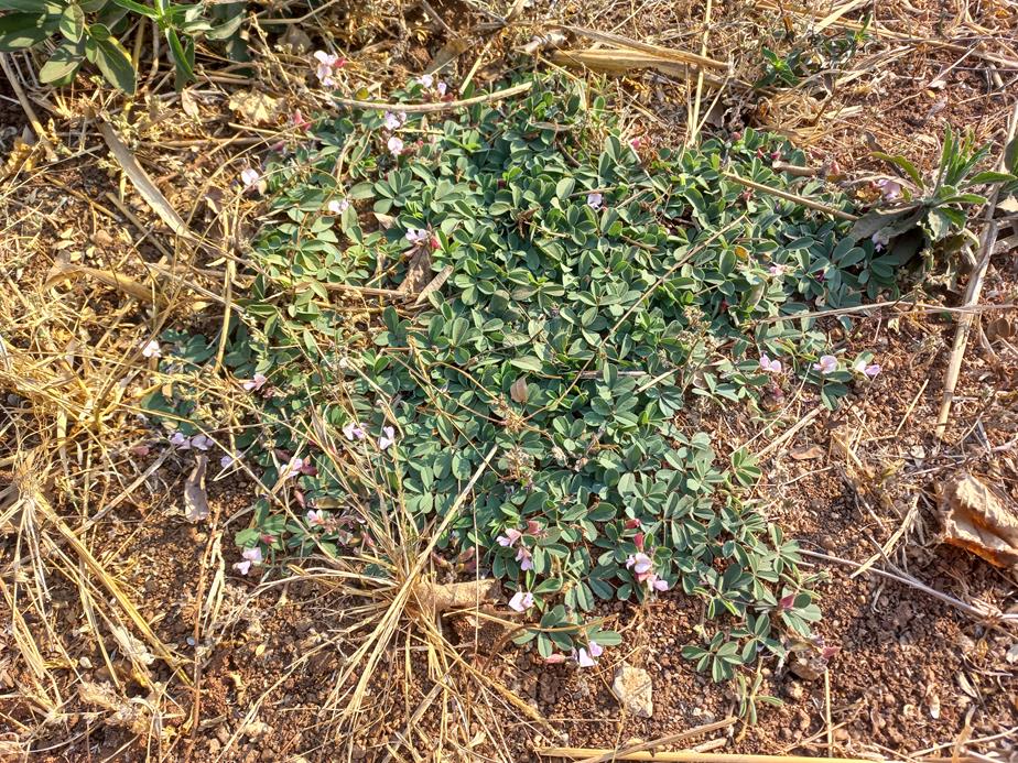 Tephrosia radicans Tephrosia radicans