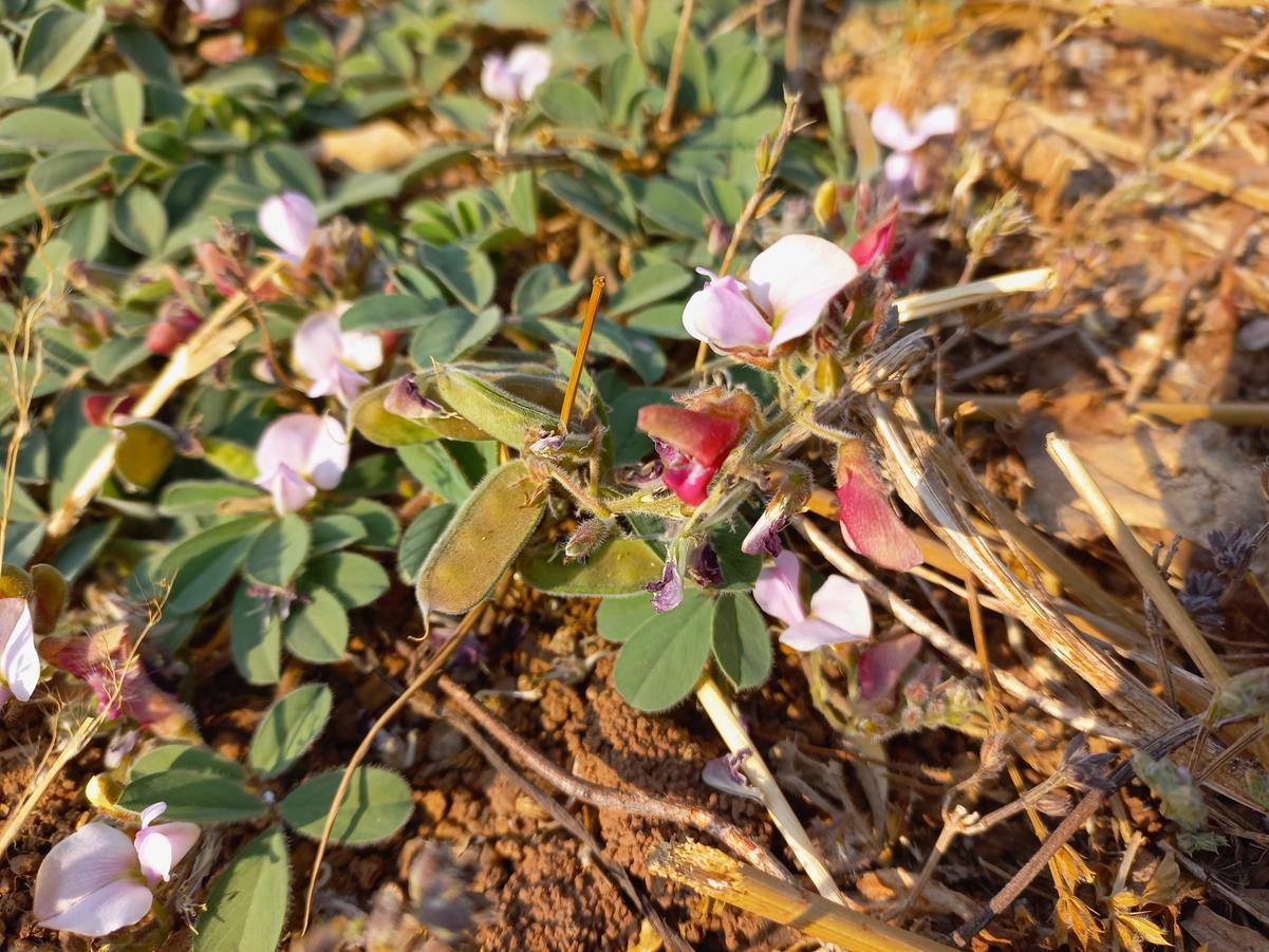 Tephrosia radicans