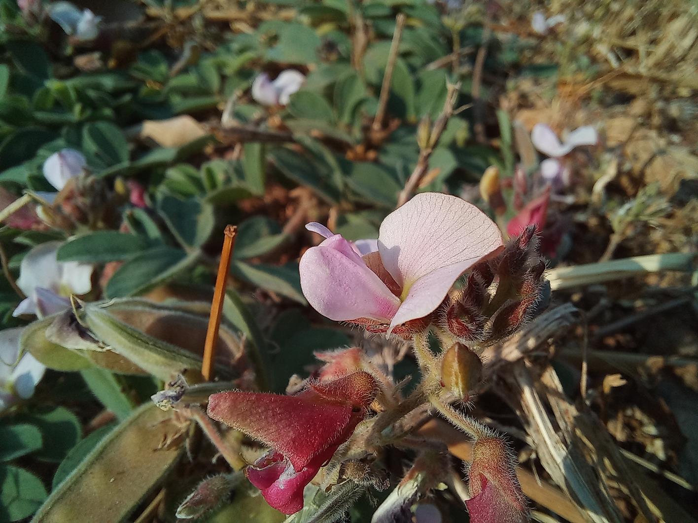 Tephrosia radicans