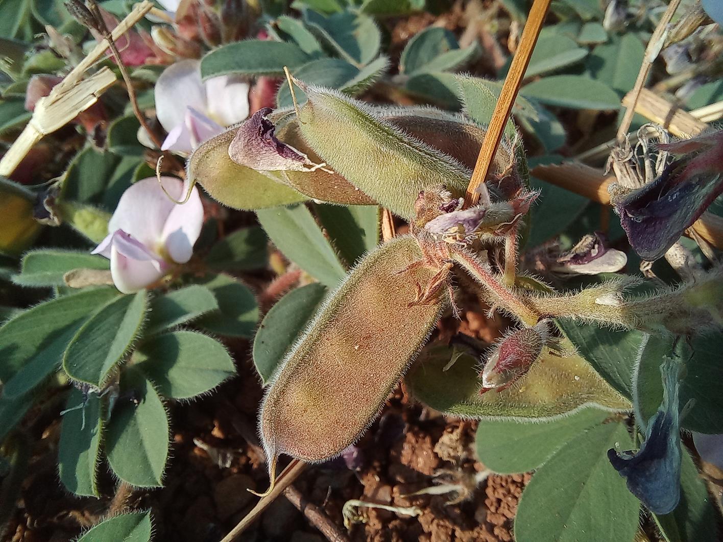 Tephrosia radicans Tephrosia radicans