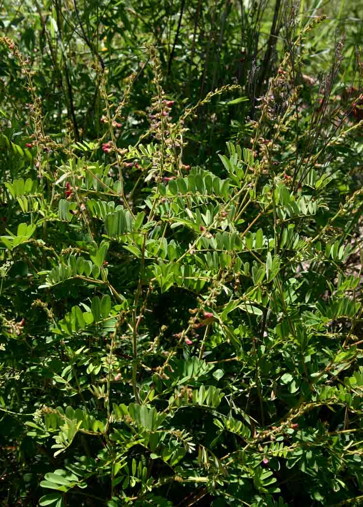 Tephrosia rhodesica var. rhodesica