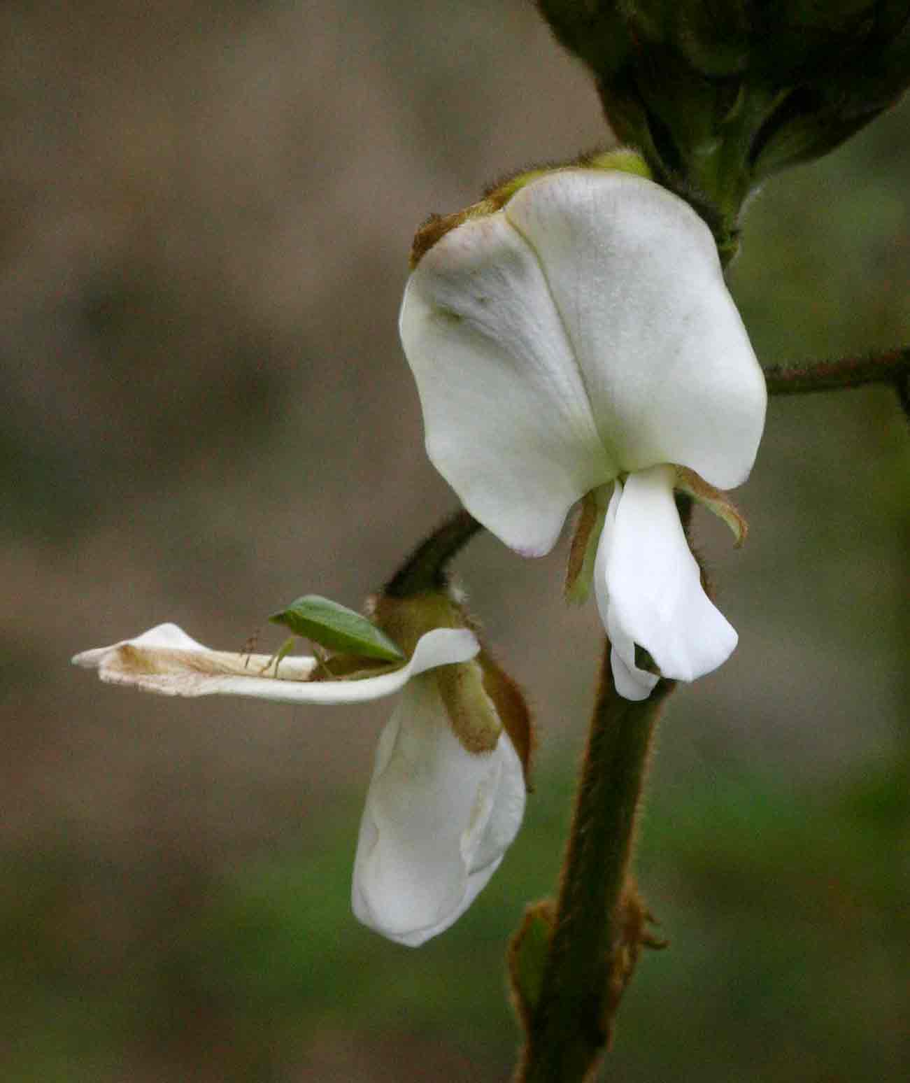 Tephrosia vogelii