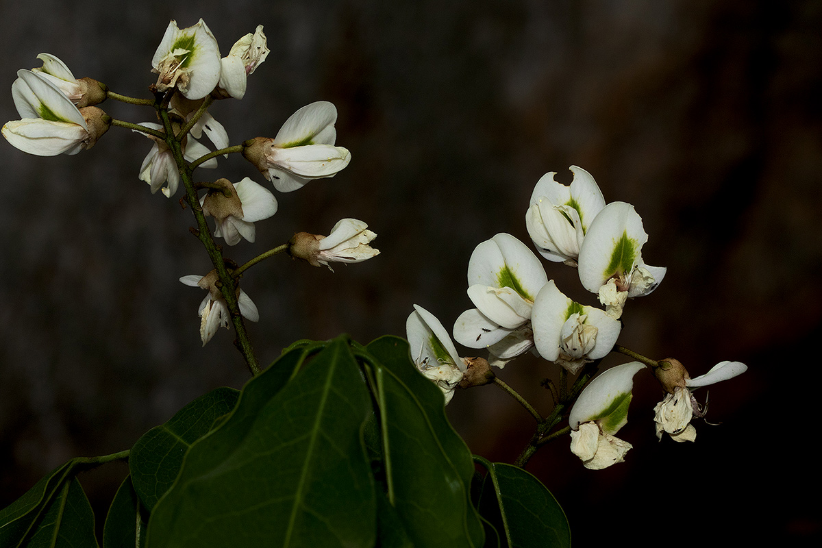 Craibia brevicaudata subsp. baptistarum