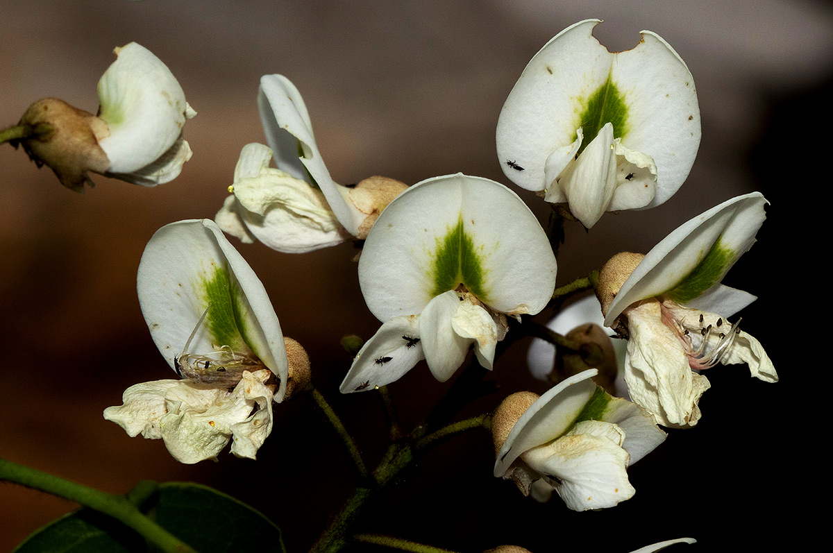 Craibia brevicaudata subsp. baptistarum