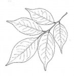 Craibia brevicaudata subsp. baptistarum