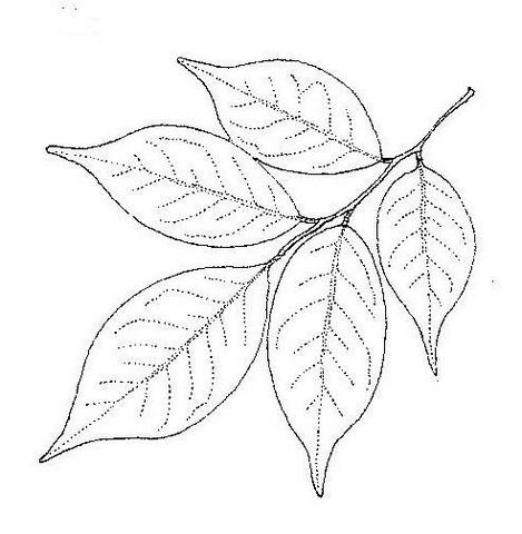 Craibia brevicaudata subsp. baptistarum