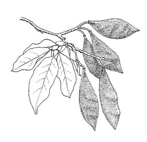 Craibia brevicaudata subsp. baptistarum