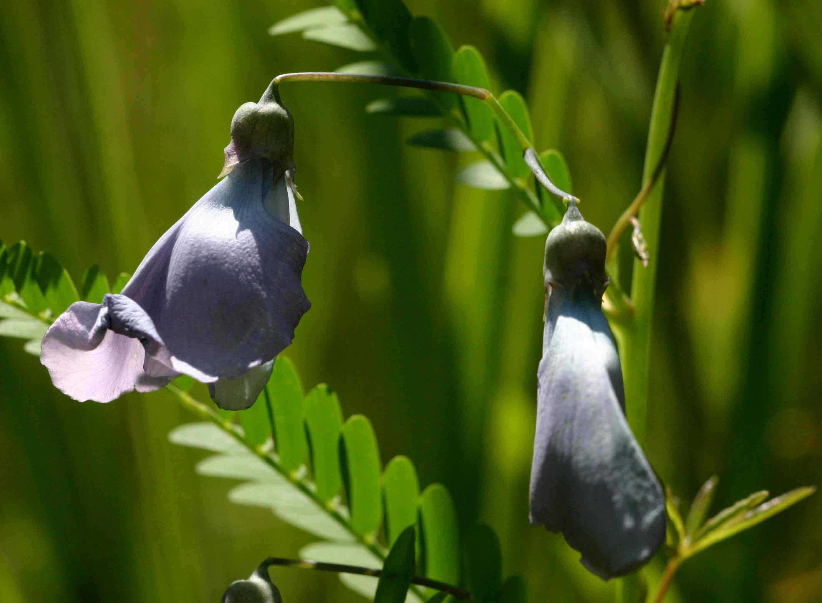 Sesbania coerulescens