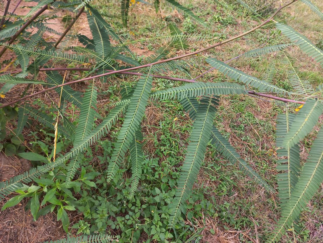Sesbania macrantha var. levis