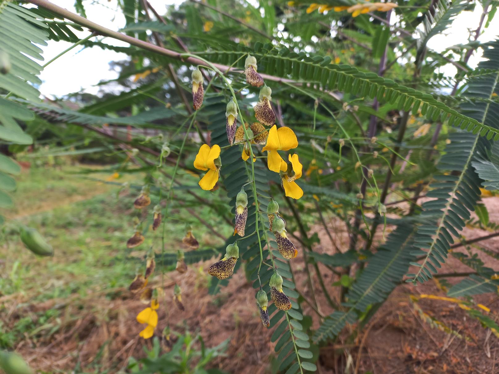 Sesbania macrantha var. levis