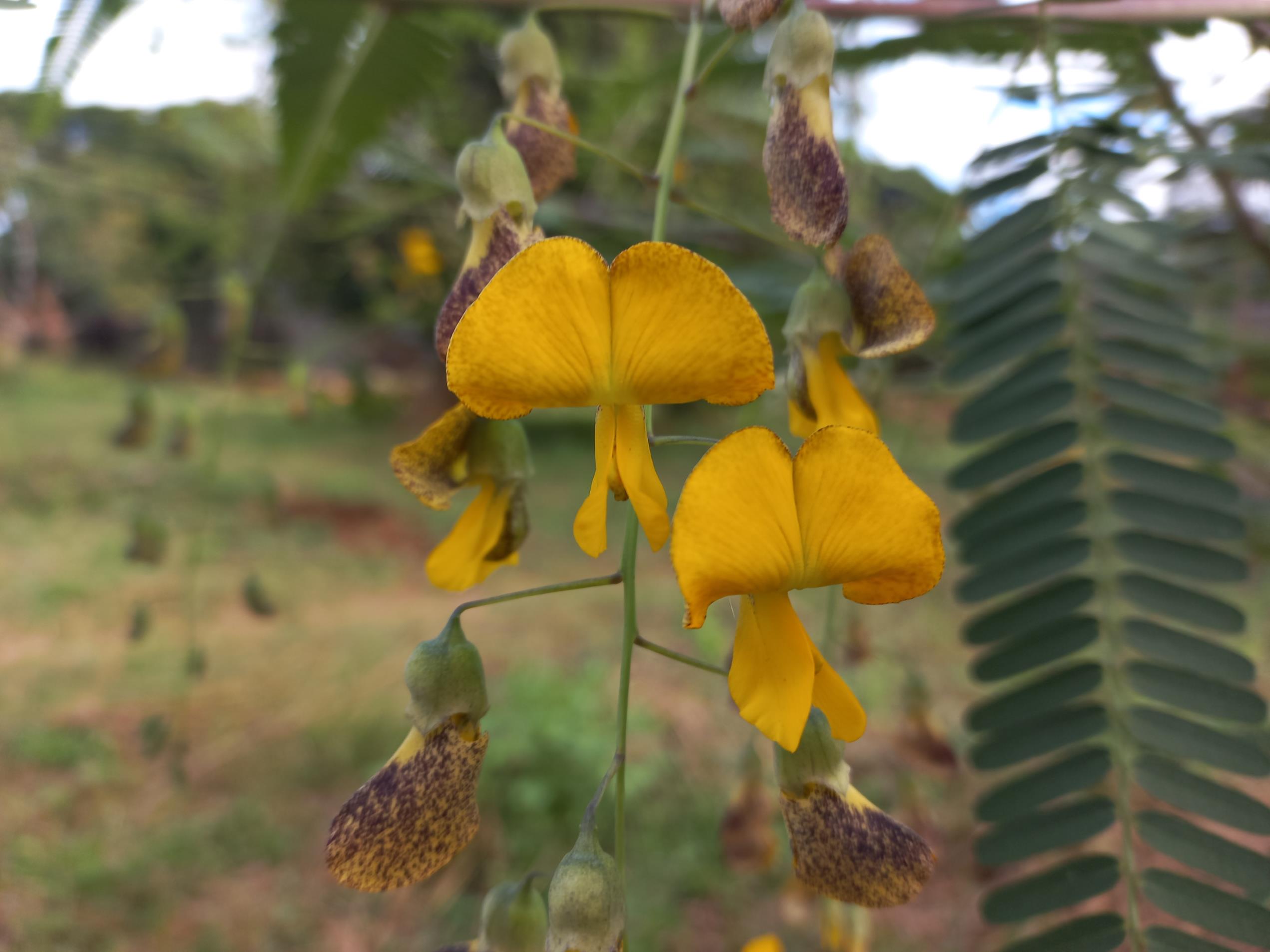 Sesbania macrantha var. levis