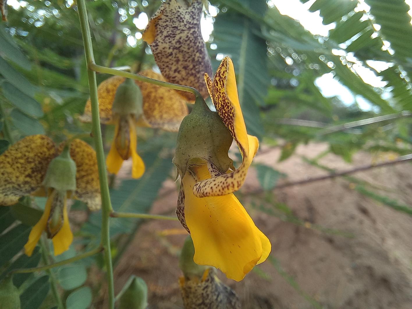Sesbania macrantha var. levis