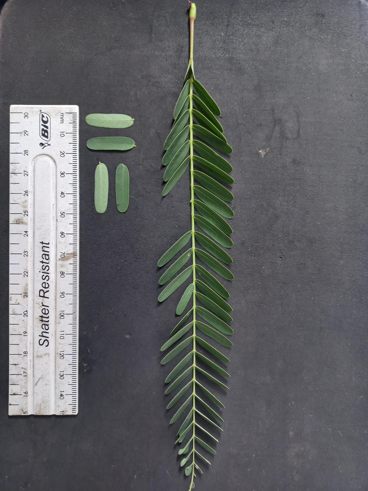 Sesbania macrantha var. levis