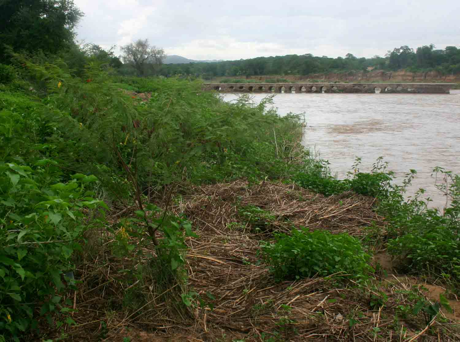 Sesbania punicea Sesbania punicea