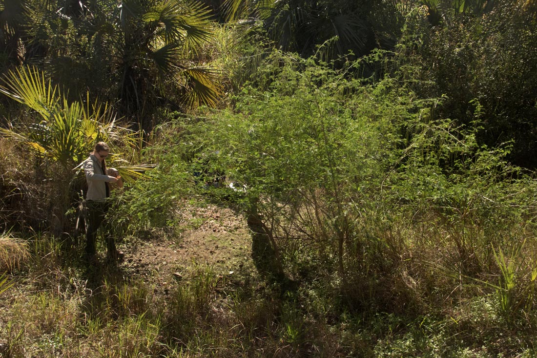 Sesbania sesban var. nubica