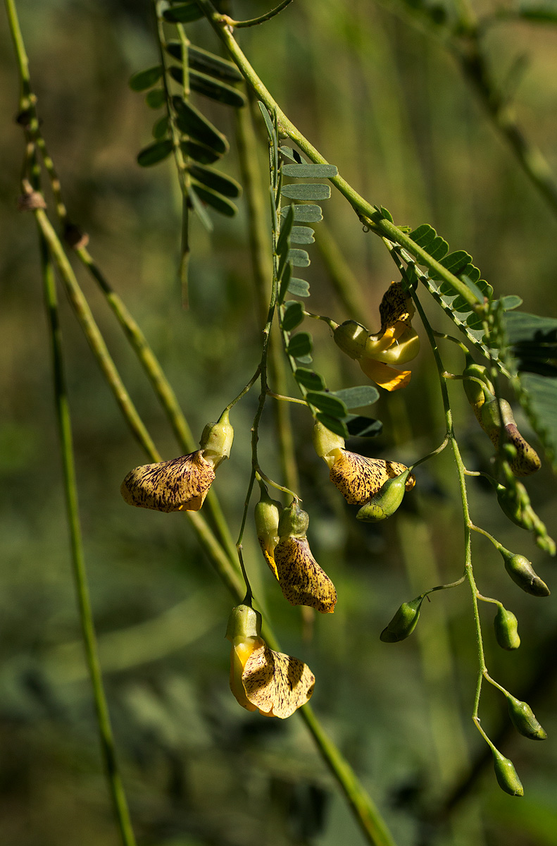 Sesbania sesban var. nubica Sesbania sesban var. nubica