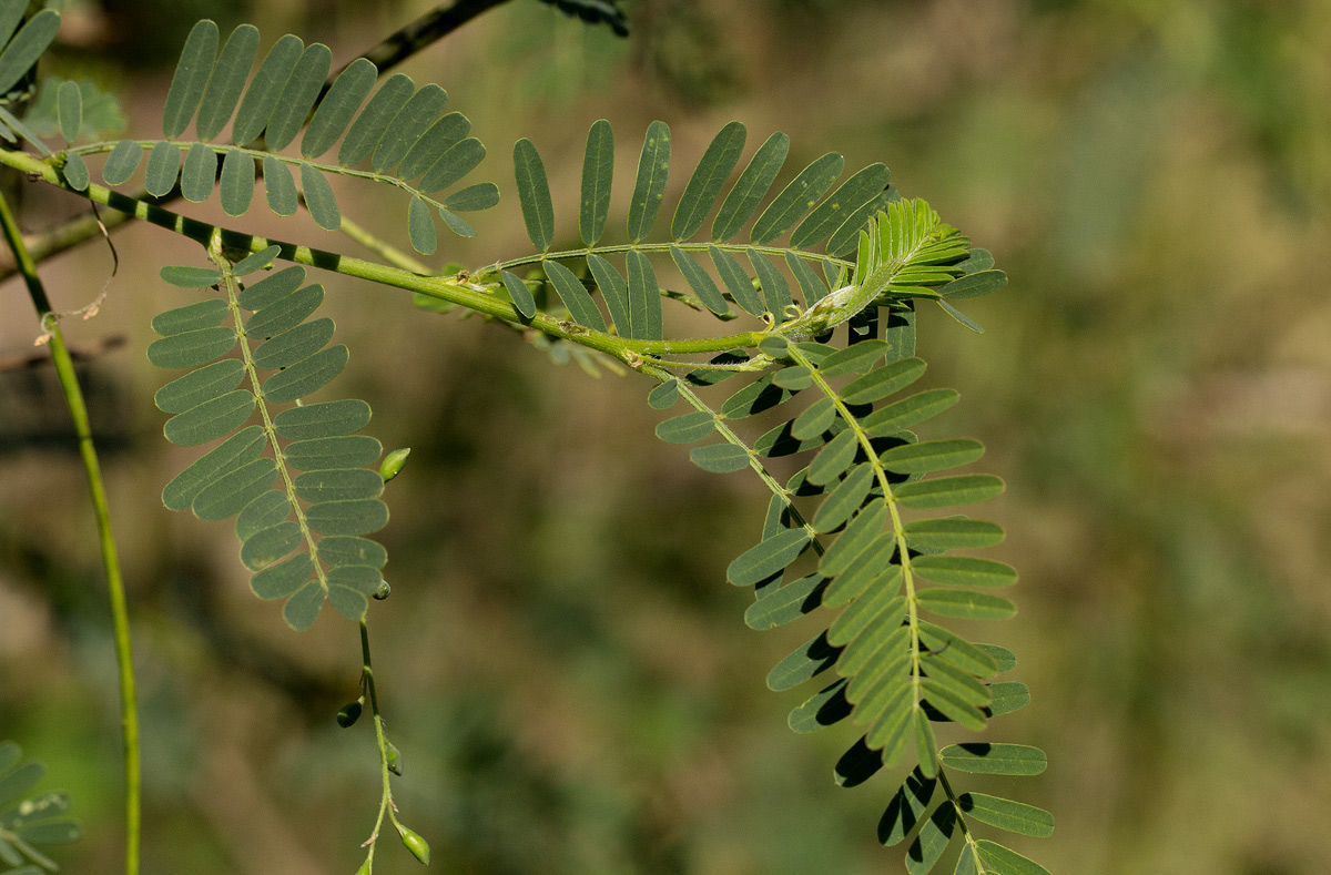 Sesbania sesban var. nubica Sesbania sesban var. nubica