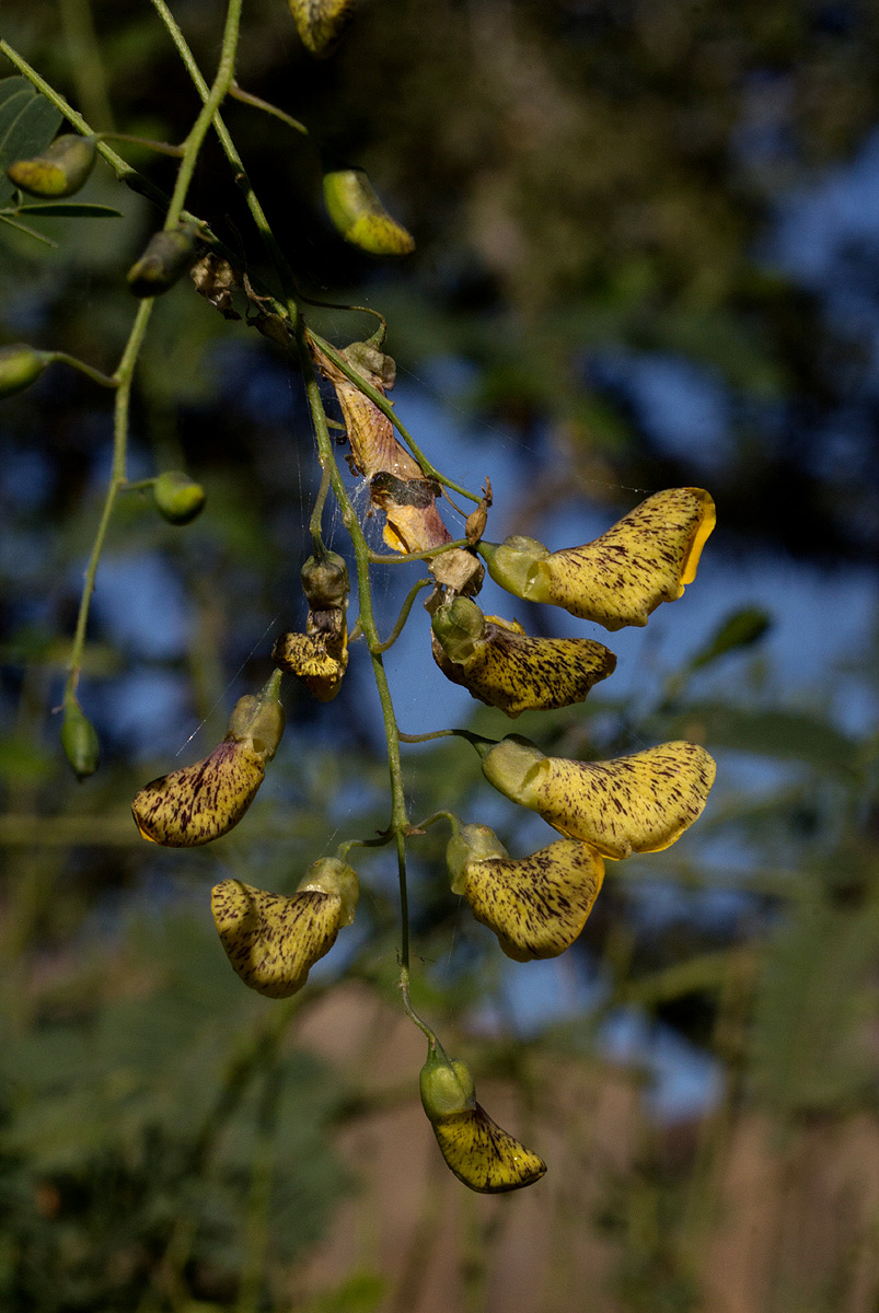 Sesbania sesban var. nubica