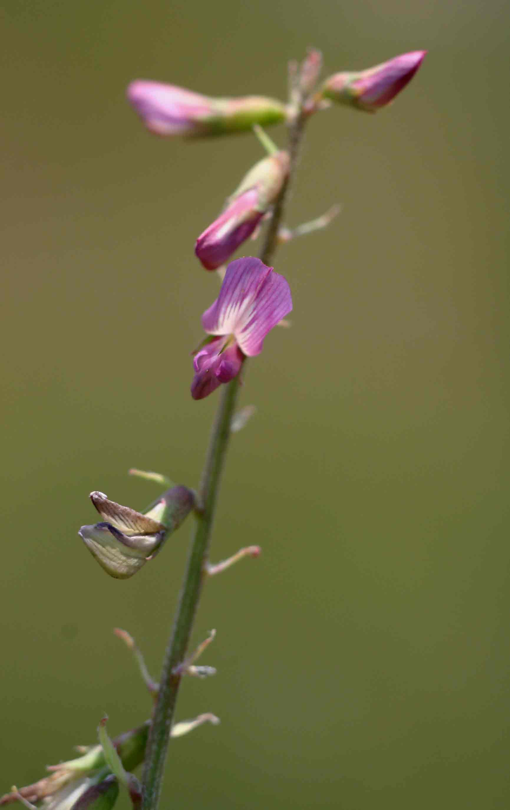 Astragalus atropilosulus subsp. burkeanus Astragalus atropilosulus subsp. burkeanus