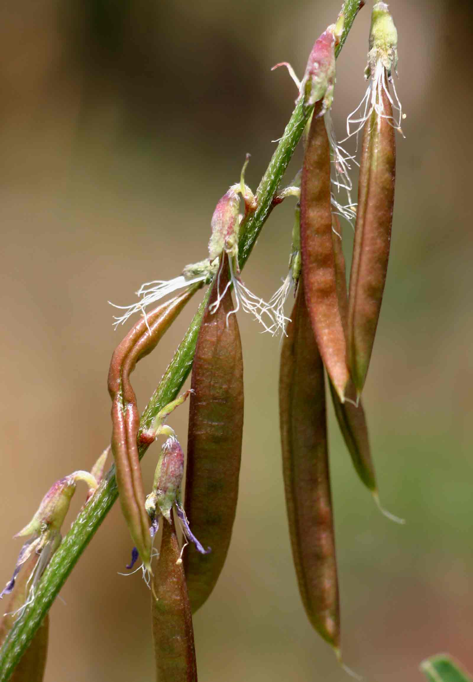 Astragalus atropilosulus subsp. burkeanus Astragalus atropilosulus subsp. burkeanus