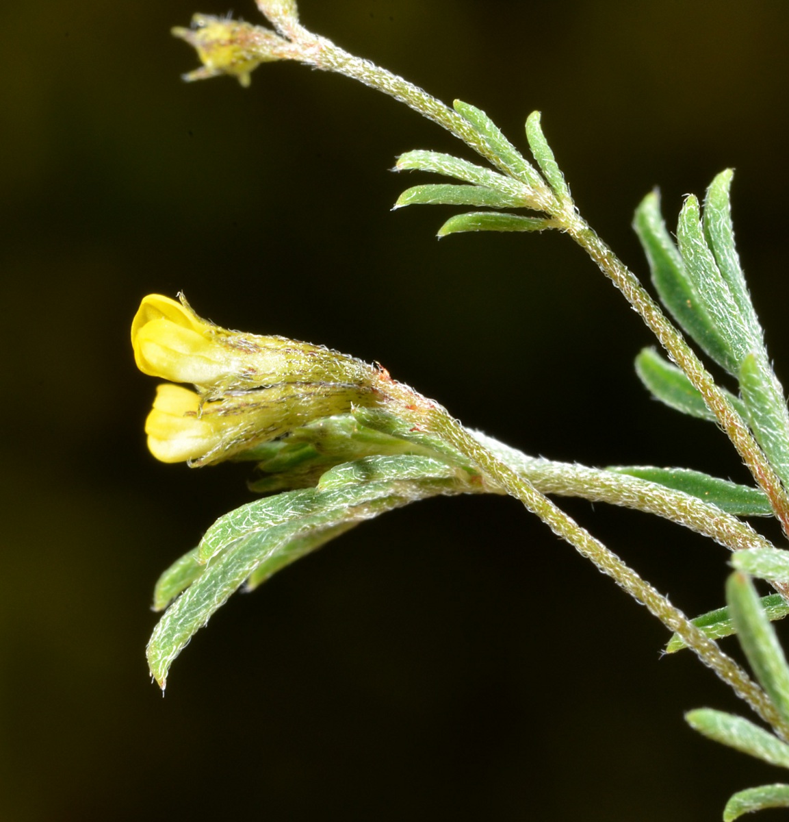 Antopetitia abyssinica Antopetitia abyssinica
