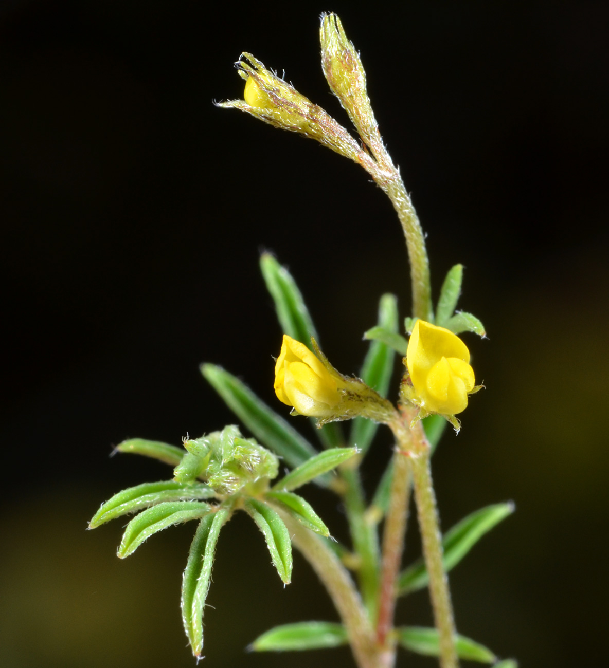 Antopetitia abyssinica Antopetitia abyssinica