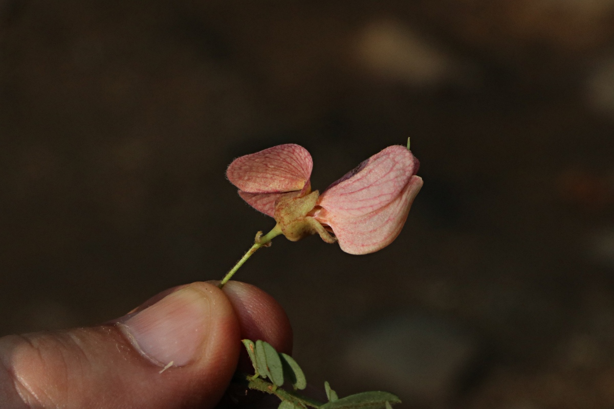 Ormocarpum kirkii Ormocarpum kirkii
